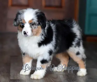 Toy & Mini Aussies & Aussiliers, View more