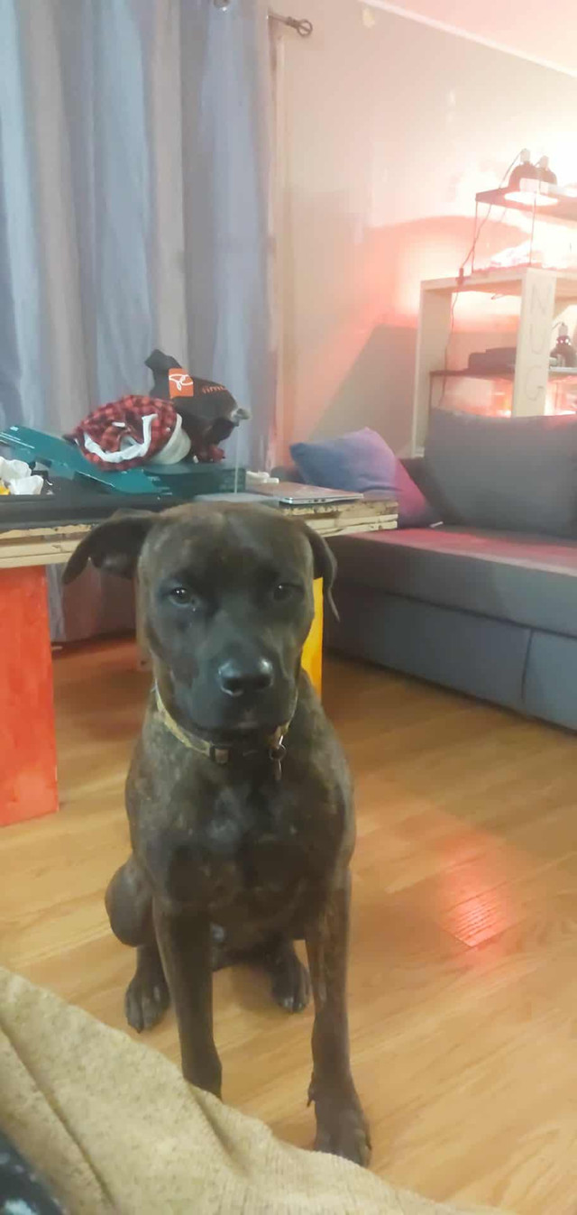 Hi my name is Diesel in Dogs & Puppies for Rehoming in City of Halifax