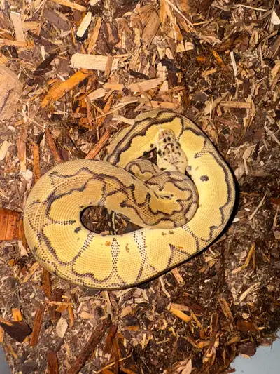 ball python, View more