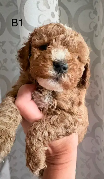 Beautiful Litter of Mini Goldendoodles, View more