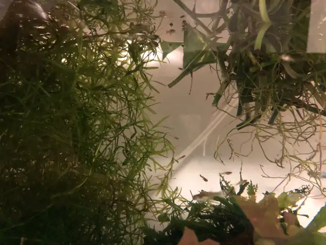Guppy Babies  in Fish for Rehoming in City of Toronto - Image 4