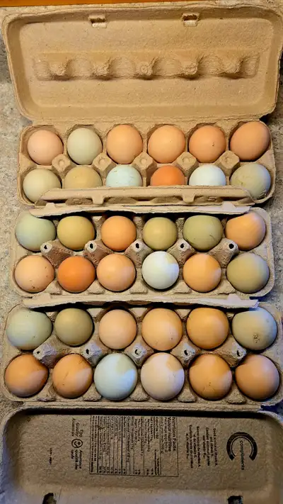 Chicken hatching eggs, View more