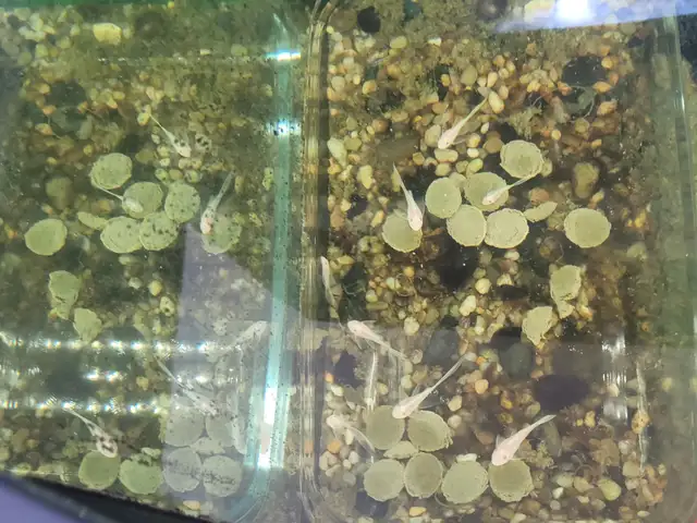 Snow White Longfin Pleco Fish in Fish for Rehoming in Kitchener / Waterloo - Image 4