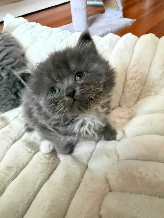 Persian ragdoll kittens in Cats & Kittens for Rehoming in Delta/Surrey/Langley - Image 9