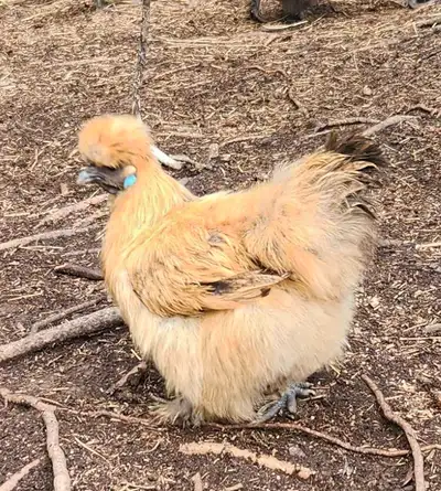 Silkie trio, View more