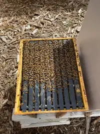 10 frame starter honey bee hives