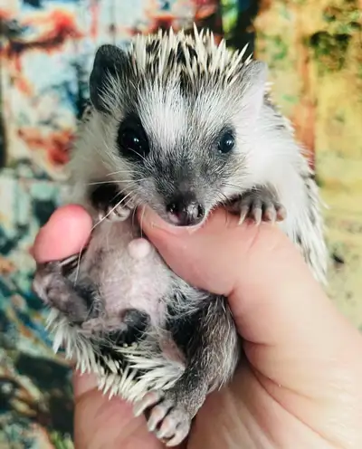 Super adorable and sweet baby Pygmy Hedgehogs! Great pets! , View more