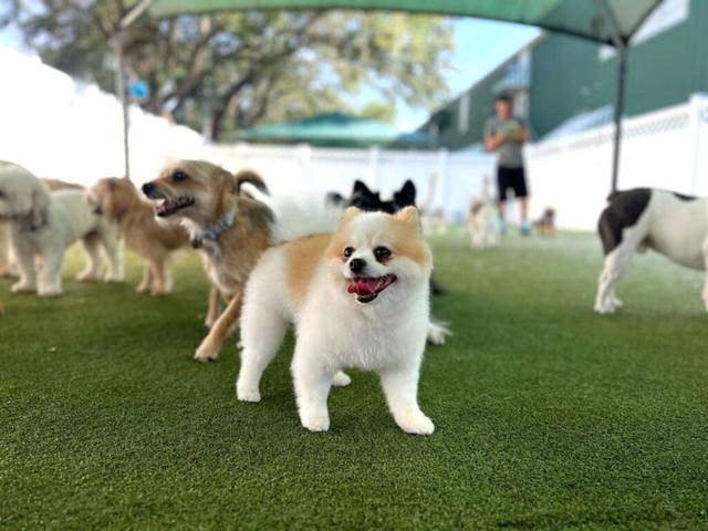Your Dog’s Home Away From Home—Fun, Training & Care All in One! in Animal & Pet Services in City of Toronto