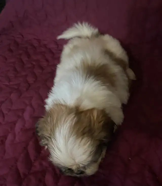 Shih tzu puppies 3 males left  born on February 3 in Dogs & Puppies for Rehoming in Norfolk County - Image 9