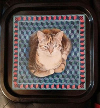 Metal cat tray