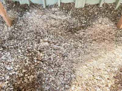 Free Chicken Coop Shavings (Come back May 1st!), View more