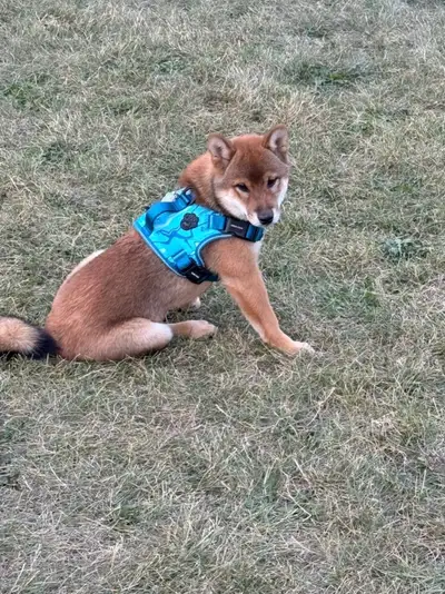 Canada Pooch small Dog harness, View more
