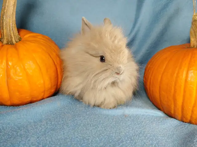 Extraordinary Netherland dwarf and lionhead baby bunny rabbits in Small Animals for Rehoming in Moncton - Image 5