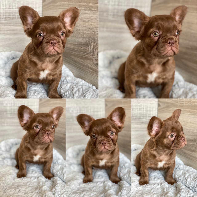French Bulldog **Price Reduced** in Dogs & Puppies for Rehoming in Calgary - Image 4