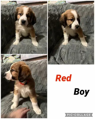 Adorable Saint Bernard × Bernese Mountain Dog Puppies We have 5 beautiful puppies left looking for l...