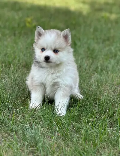 pomsky puppies, View more