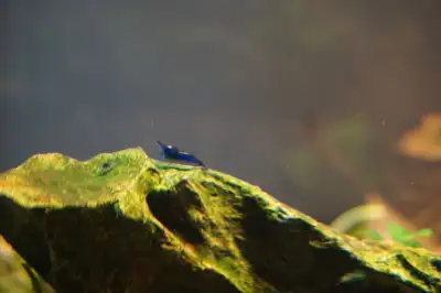 My shrimp are dark blue colour. All photos are from my aquarium. The shrimp are living in a healthy...