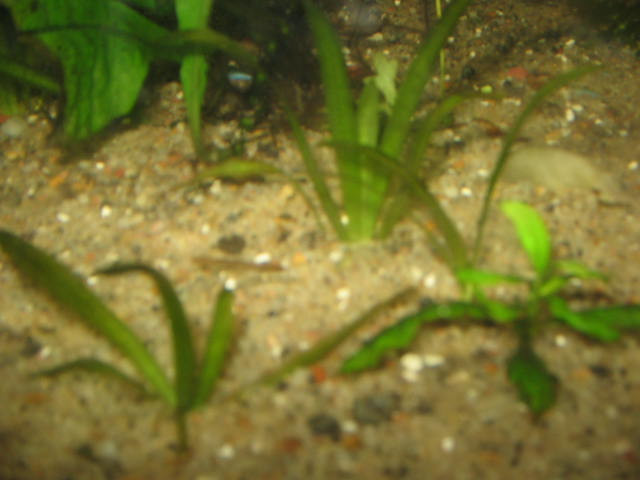 java moss and plants cheap! no TINY baggies!! in Fish for Rehoming in Kingston - Image 4