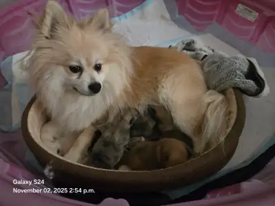 Pomeranian/yorkshire terrier puppies ready to go. 3000$ negotiable.1 male 3 female Pomeranian mixed...