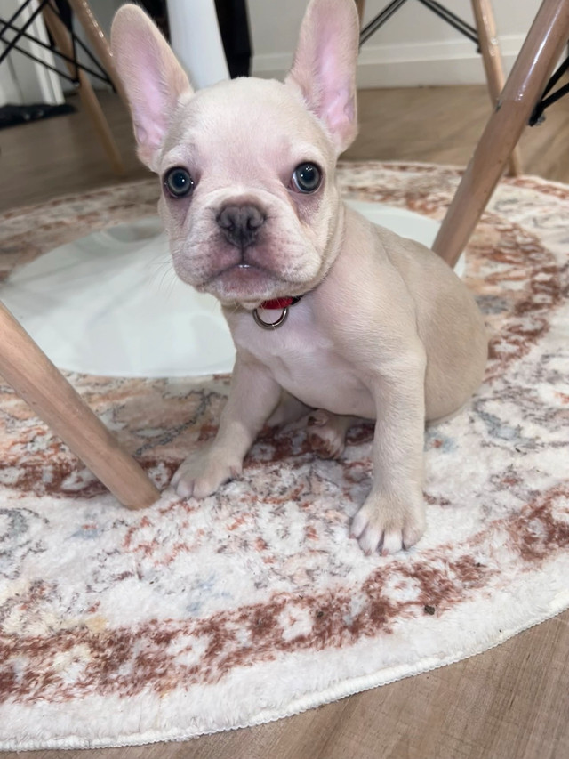 Chiots Bouledogue français  (French Bulldogs) | Lilac et Fawn dans Chiens et chiots à adopter  à Laval/Rive Nord