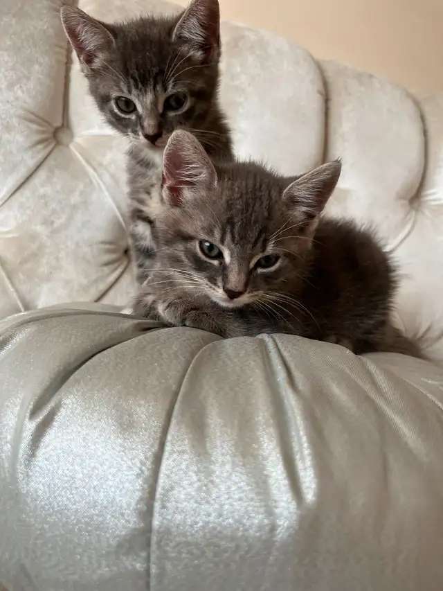 FIFI et FOUFOU 2 magnifiques chatons tigrés in Cats & Kittens for Rehoming in Laval / North Shore - Image 9
