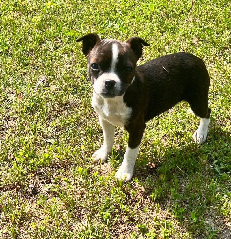 Boston terrier cross miniature bulldog Dogs & Puppies for Rehoming