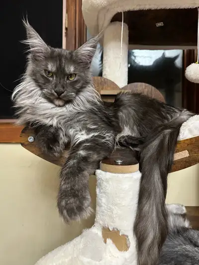Maine Coon Femelle, View more