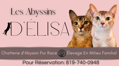 C’est maintenant le moment de vous positionner sur la liste de réservation pour un chaton de race Ab...