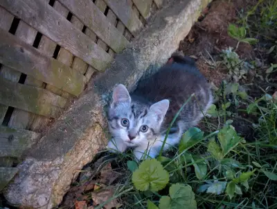 Adorable Kittens, View more