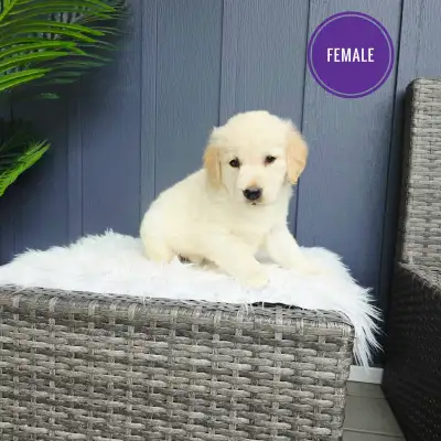 Golden Retriever Puppies - 1 female left!, View more