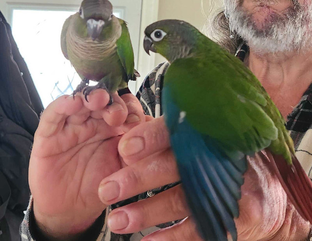 2 baby girl conures  in Birds for Rehoming in Cambridge