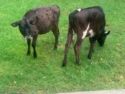 Jersey/Holstein Heifers, View more