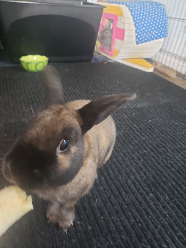 two bunnys in Small Animals for Rehoming in City of Halifax - Image 4