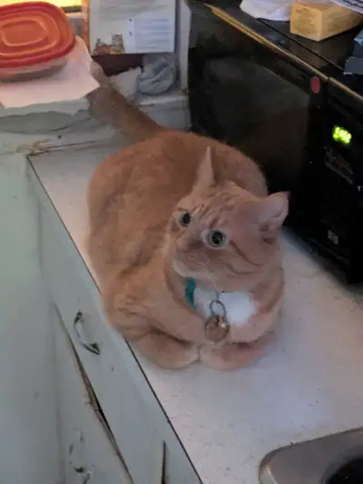 Looking for a room to rent for my brother. He is on odsp. Has a pet cat. Very quiet snd respectful....