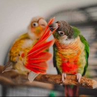 ❤️❤️ BABY ⭐ Conure with Cage & Food❤️❤️