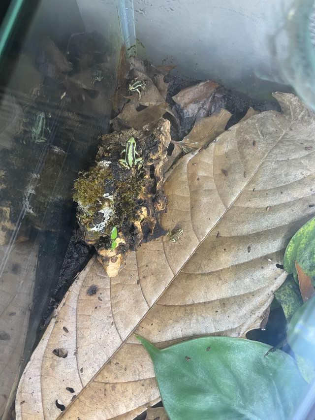 Santa Isabel dart frogs !!!SALE!!! | Reptiles & Amphibians for Rehoming