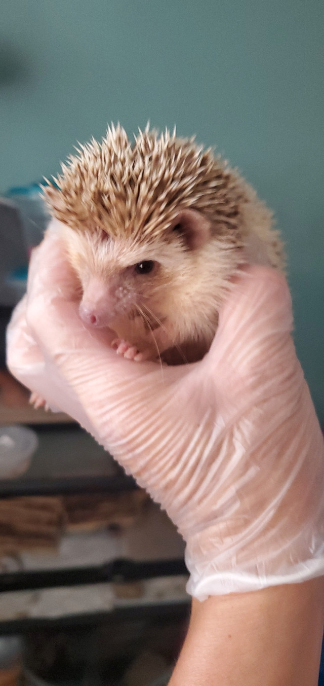 Hedgehog [EndSummer Sale] in Small Animals for Rehoming in City of Toronto