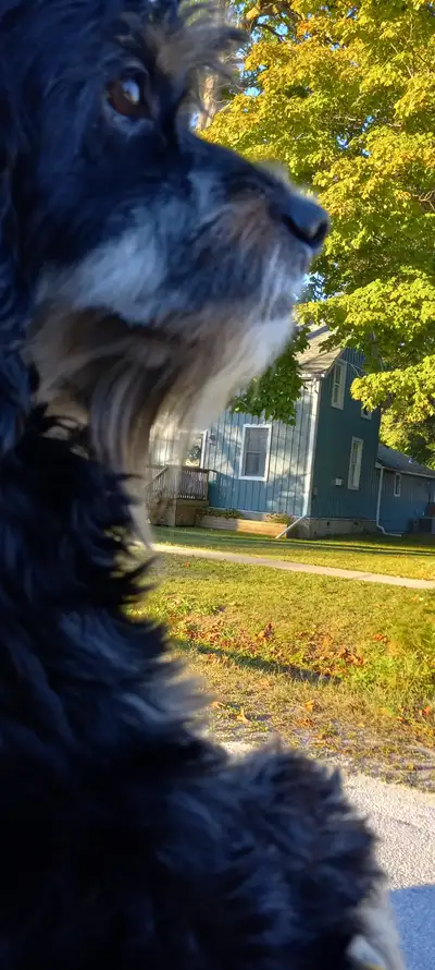 Worry free pet care offered in my home with fully fenced yard and full range of house. Available for...