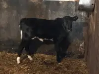 Bottle calf