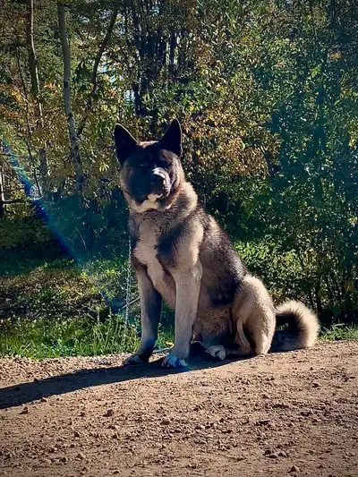 American Akita, View more
