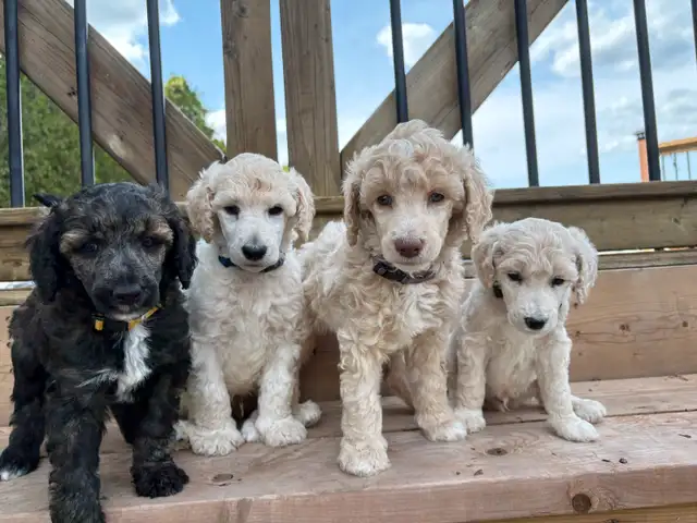CKC Standard Poodle Puppies in Dogs & Puppies for Rehoming in Ottawa - Image 6