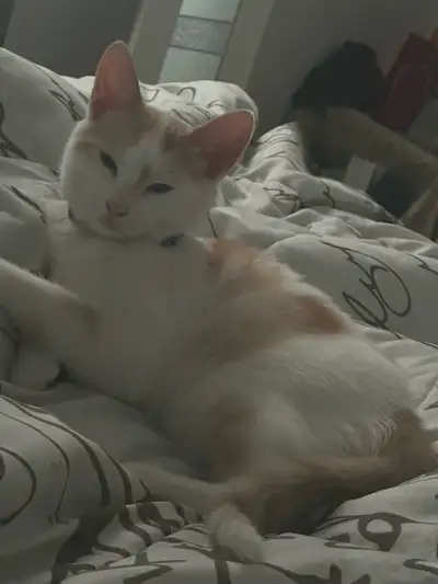 white cat  5 months old still baby, View more