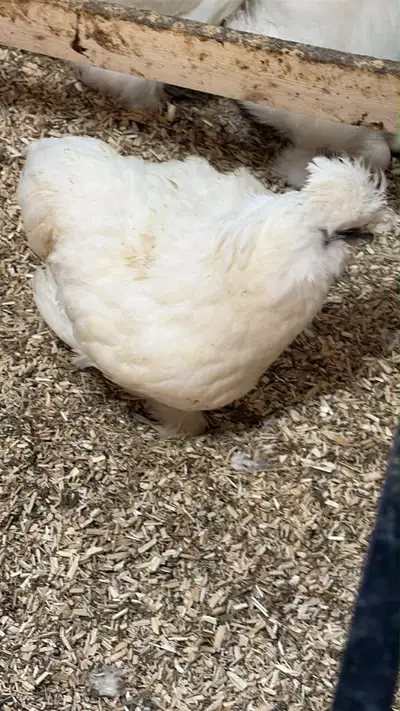 Silkie satin white Silkie white Silkie gray Located in plantagenet 80 each