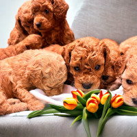 RED Pure Toy poodle puppies!