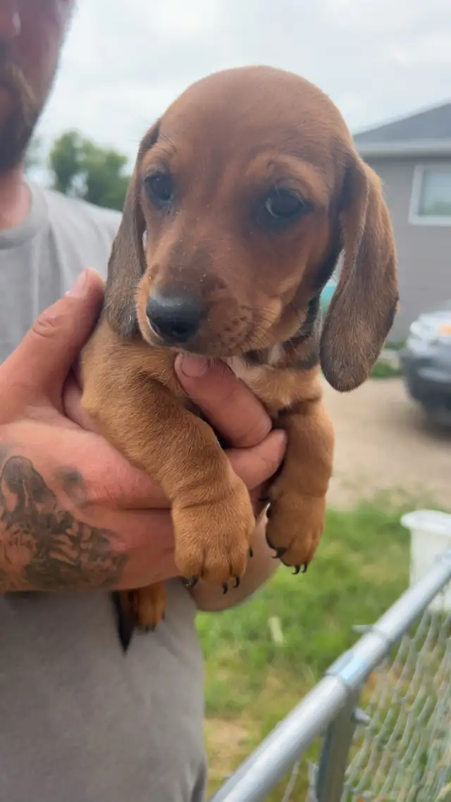 Miniature Dachshund male in Dogs & Puppies for Rehoming in Winnipeg - Image 4