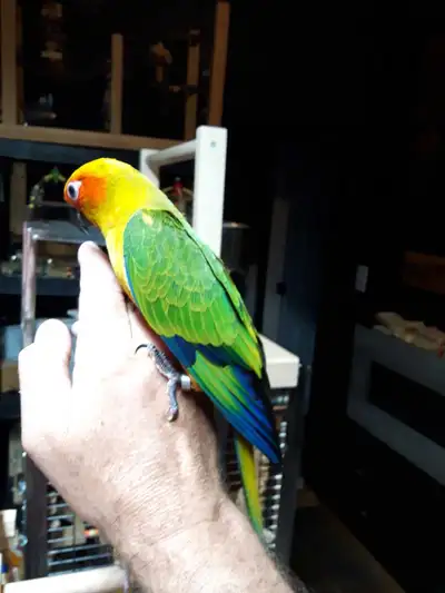 DNA MALE opaline sun conure baby HAND FED BANDED 2025, View more