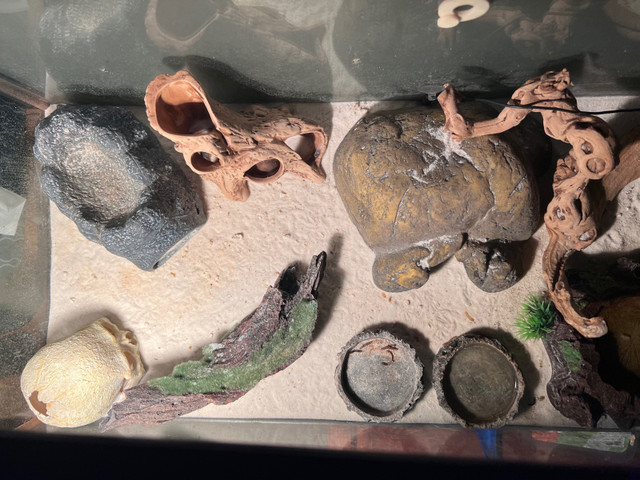 Leopard Guecko and tank for sale in Reptiles & Amphibians for Rehoming in Gatineau - Image 4