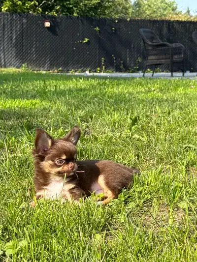 magnifique petit   chihuahua poil long enr. Ckc, View more