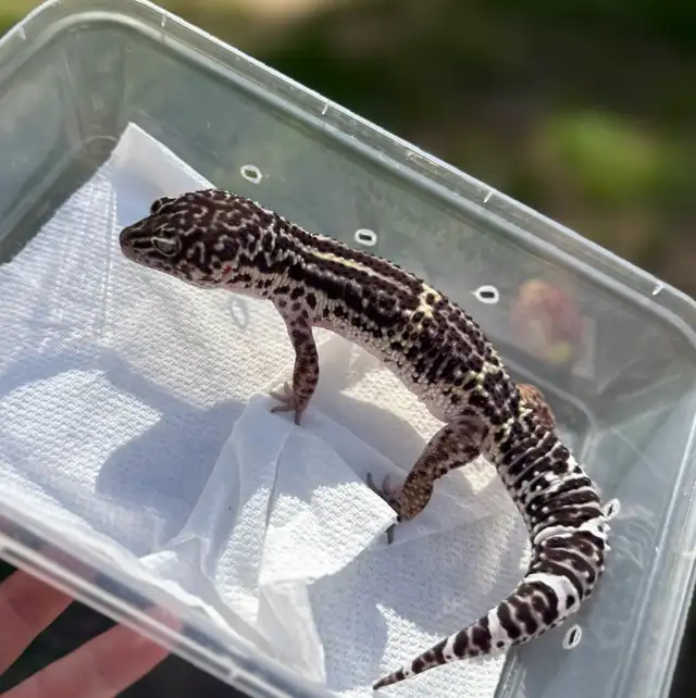 gecko léopard black night Mack Snow mâle in Reptiles & Amphibians for Rehoming in Laurentides - Image 6