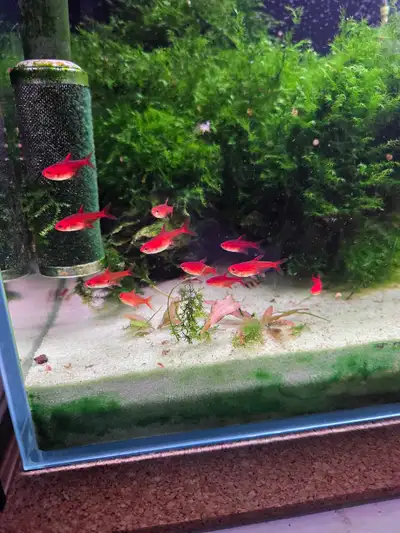 Around 14 ember tetra, View more